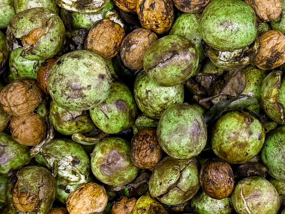 Fresh Cleaned Raw Walnut (With Shell, Just Removed Green Husk) (1 Poun ...