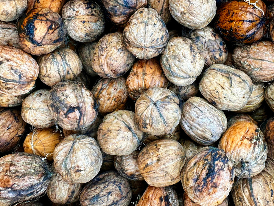 Fresh Cleaned Raw Walnut (With Shell, Just Removed Green Husk) (1 Poun ...