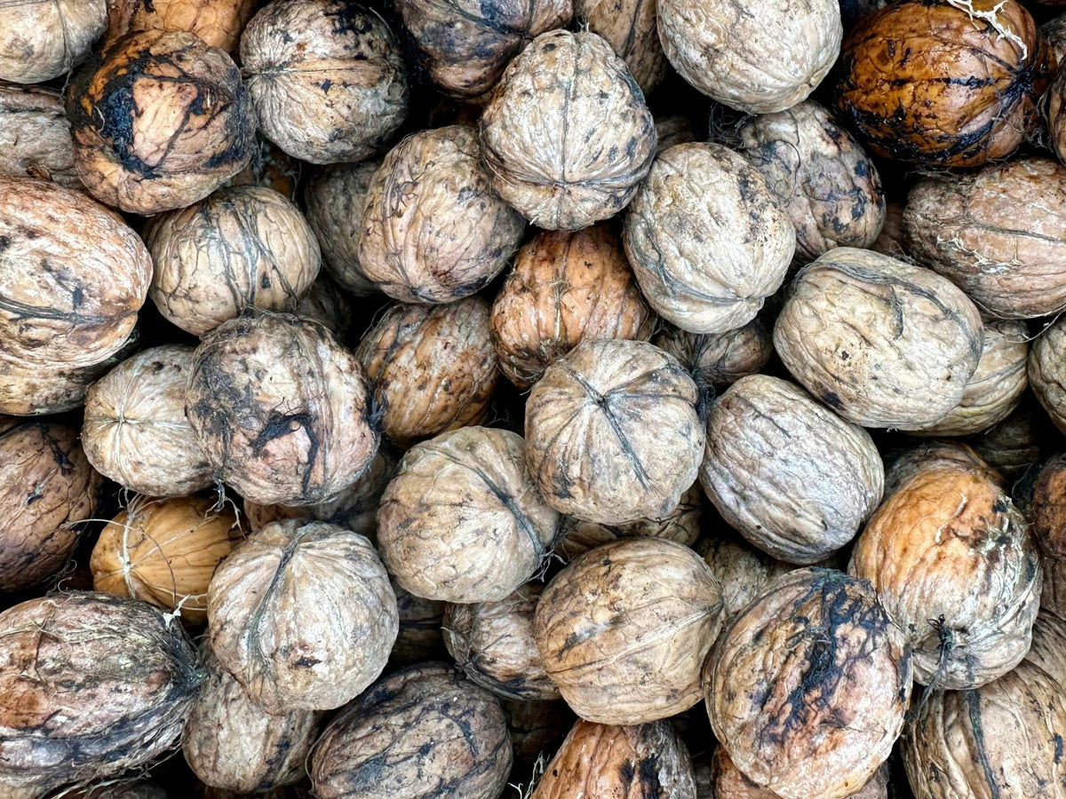 Fresh Cleaned California Raw Walnut - With Shell, No Skin - 1 Pound (G ...