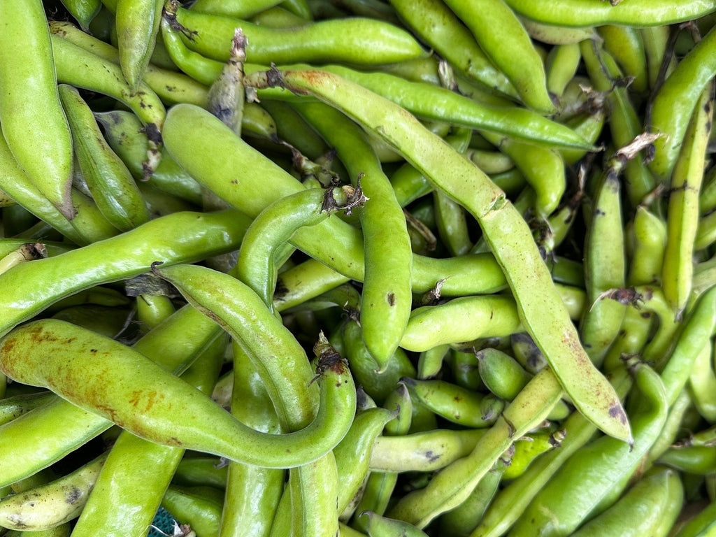 Fresh Fava Bean 🟦 - 1 Pound ( Baghla ) - Fresh Vegetables - Kalamala - Kalamala