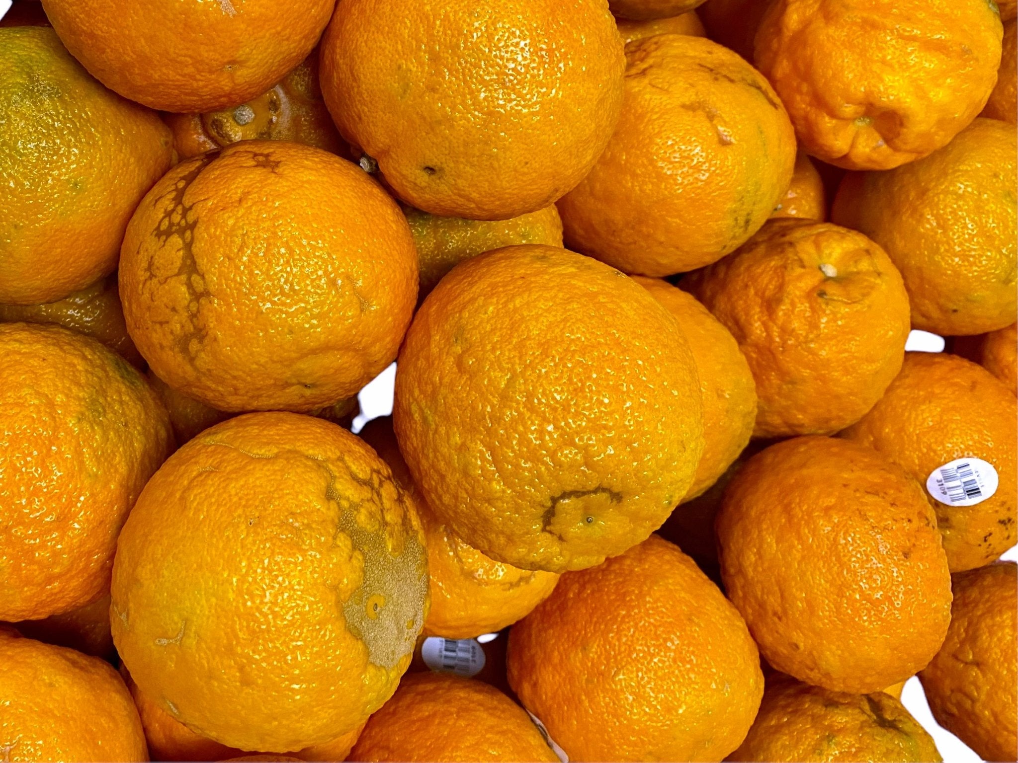 https://www.kalamala.com/cdn/shop/products/sour-orange-fresh-1-pound-narenj-kalamala-284917.jpg?v=1695044335